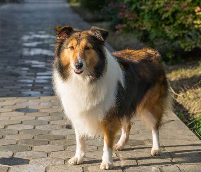 shetland collie