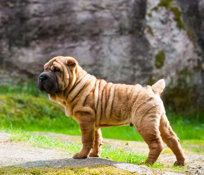 shar pei