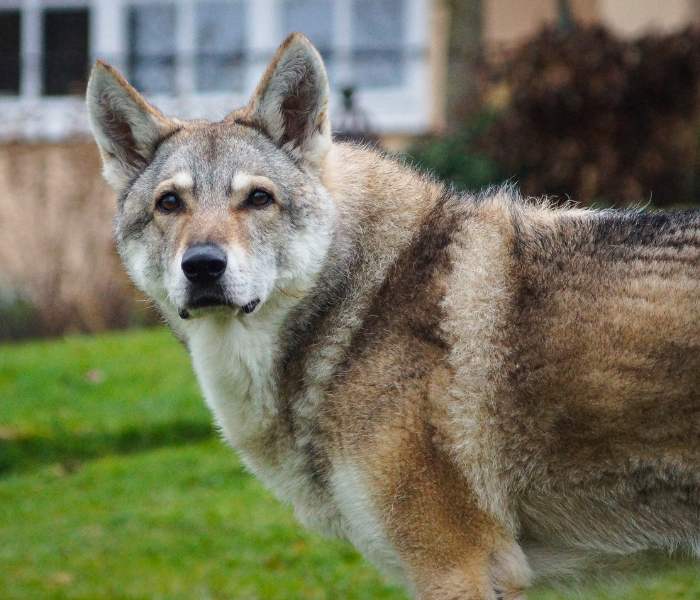 cane lupo di saarloos