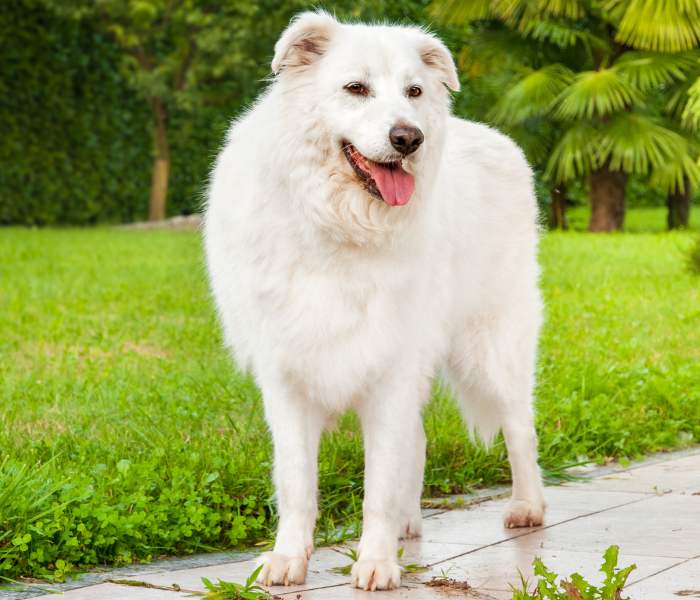 pastore maremmano abruzzese