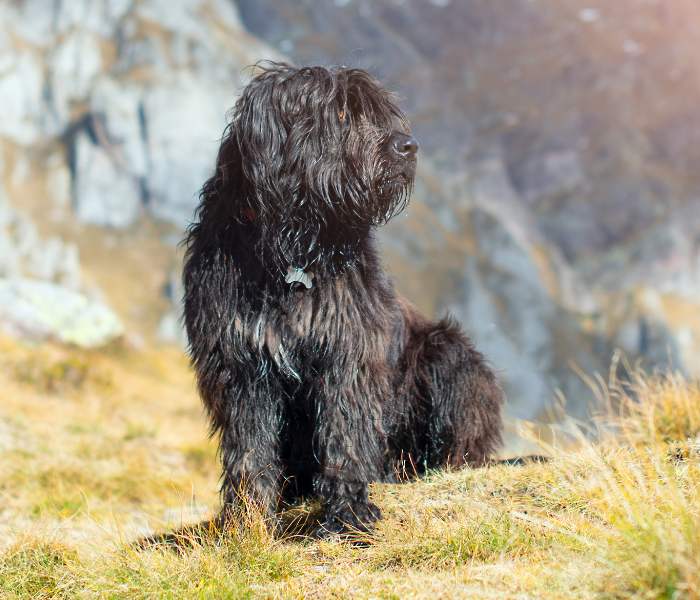 pastore bergamasco