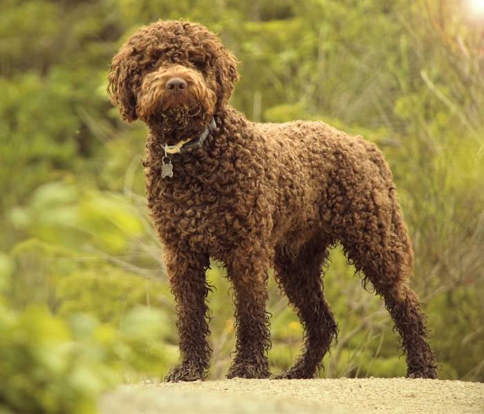 lagotto romagnolo