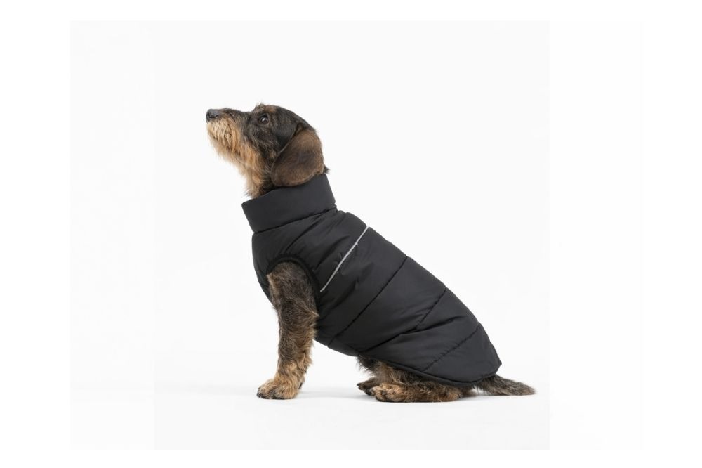 piumino per cane piumino per cane